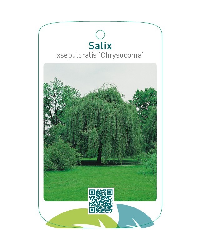 Salix xsepulcralis ‘Chrysocoma’