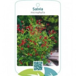 Salvia microphylla