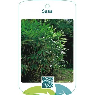 Sasa