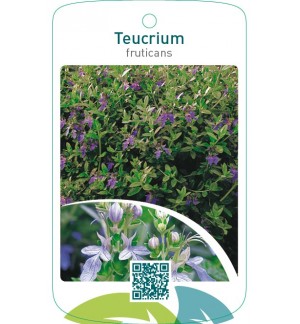 Teucrium fruticans