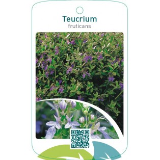 Teucrium fruticans