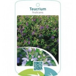 Teucrium fruticans