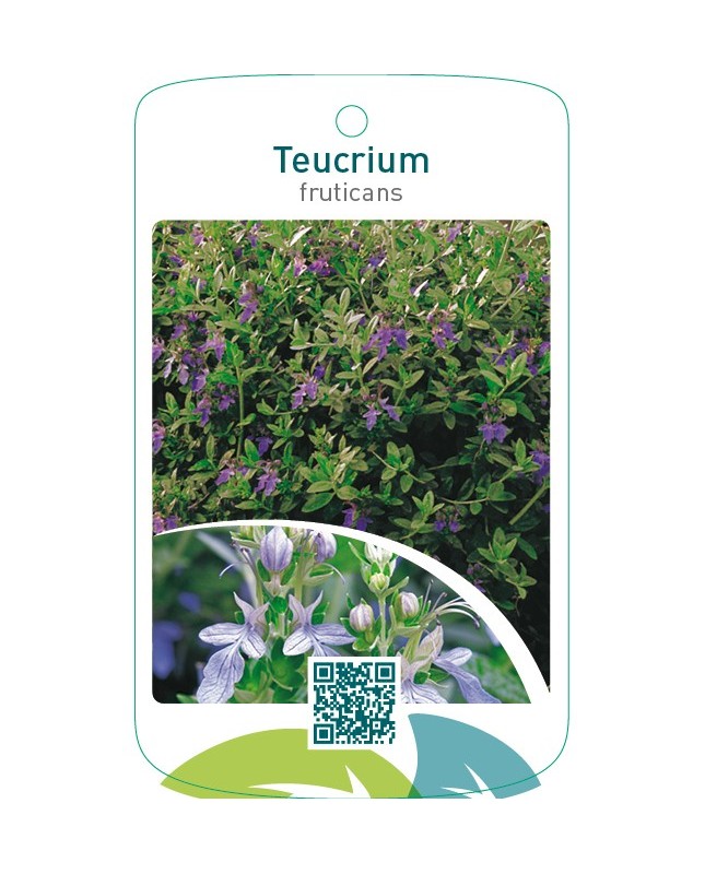 Teucrium fruticans