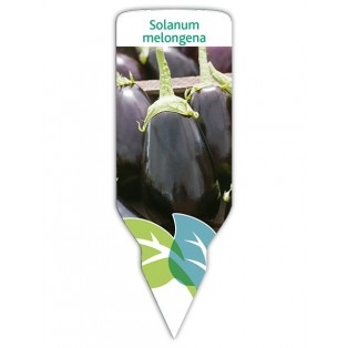 Berenjena (Solanum melongena)