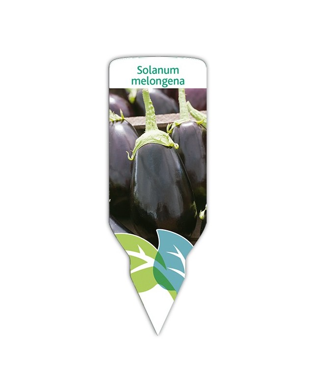 Berenjena (Solanum melongena)