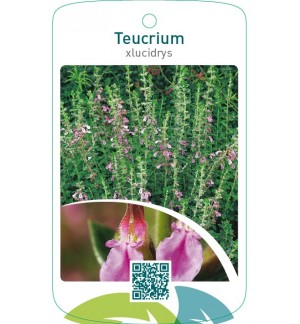 Teucrium xlucidrys