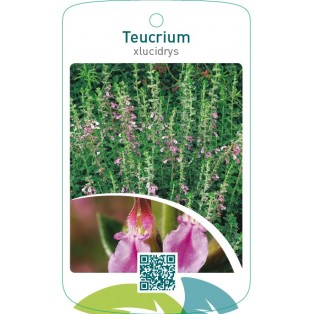 Teucrium xlucidrys