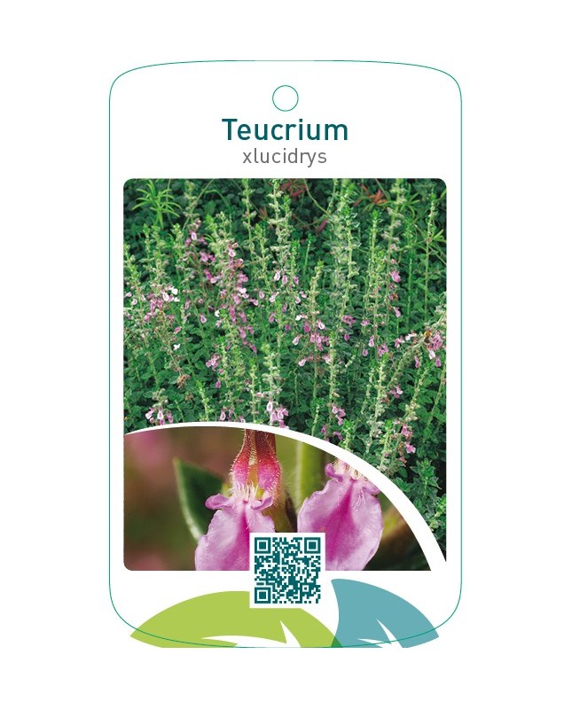 Teucrium xlucidrys