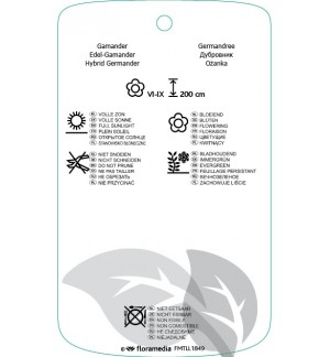 Etichette di Teucrium xlucidrys *