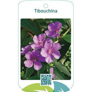 Tibouchina urvilleana