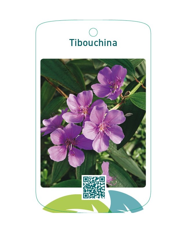 Tibouchina urvilleana