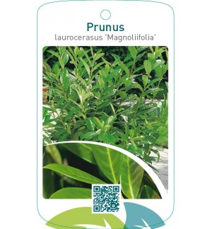 Prunus laurocerasus ‘Magnoliifolia’