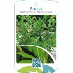 Prunus laurocerasus ‘Magnoliifolia’