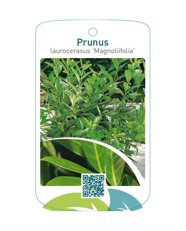 Prunus laurocerasus ‘Magnoliifolia’