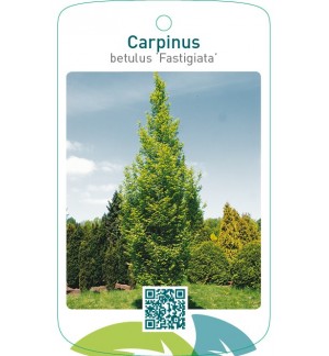 Carpinus betulus ‘Fastigiata’