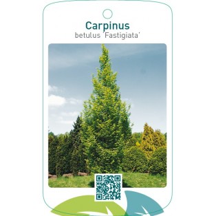 Carpinus betulus ‘Fastigiata’