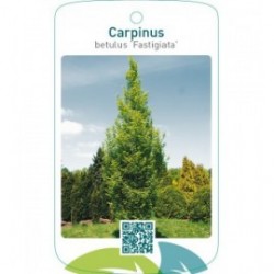 Carpinus betulus ‘Fastigiata’