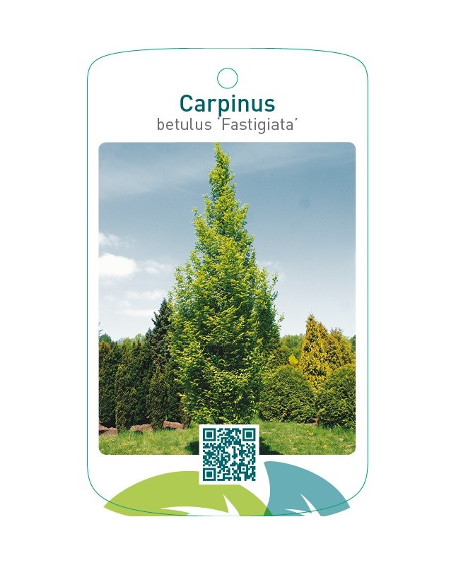Carpinus betulus ‘Fastigiata’