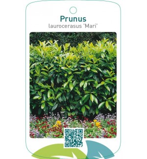 Prunus laurocerasus ‘Mari’