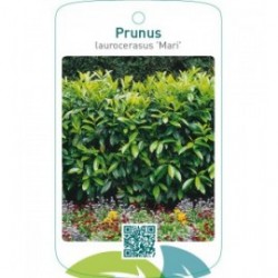 Prunus laurocerasus ‘Mari’