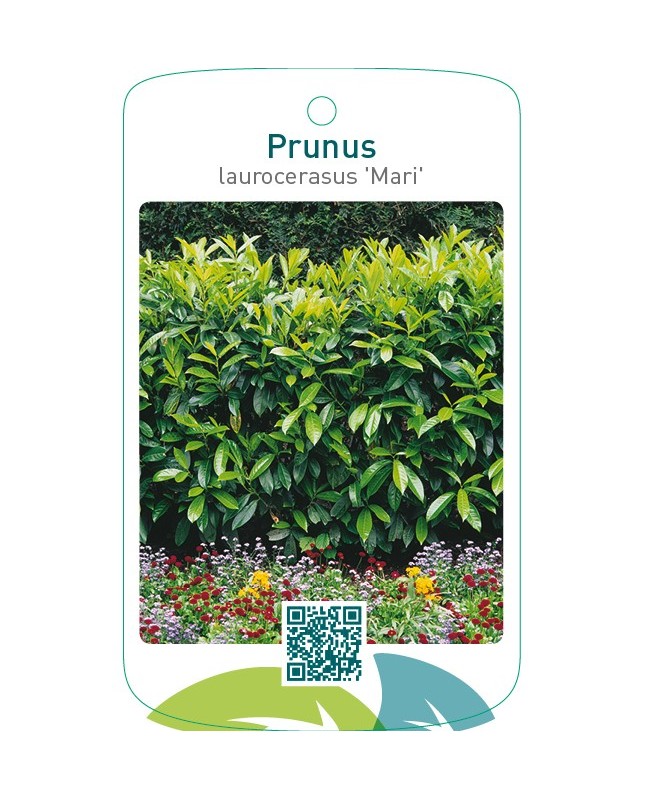 Prunus laurocerasus ‘Mari’