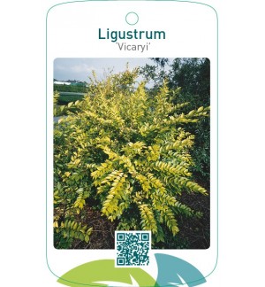 Ligustrum ‘Vicaryi’