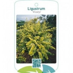 Ligustrum ‘Vicaryi’