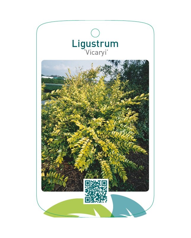 Ligustrum ‘Vicaryi’
