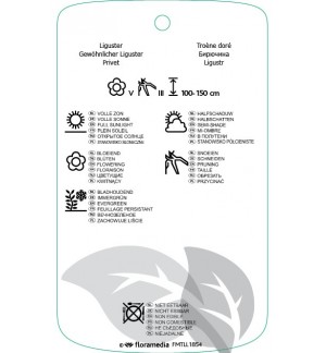 Etichette di Ligustrum ‘Vicaryi’ *