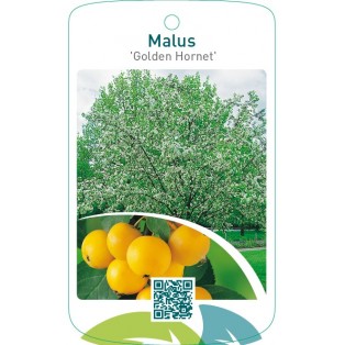 Malus ‘Golden Hornet’