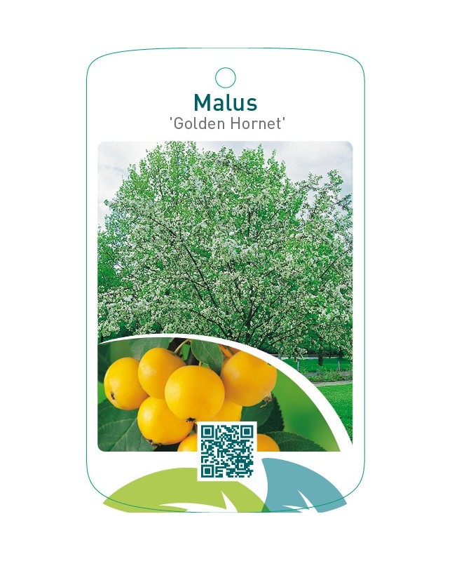 Malus ‘Golden Hornet’