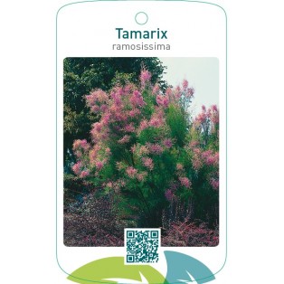 Tamarix ramosissima