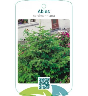 Abies nordmanniana