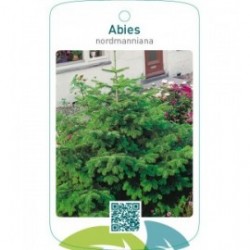 Abies nordmanniana