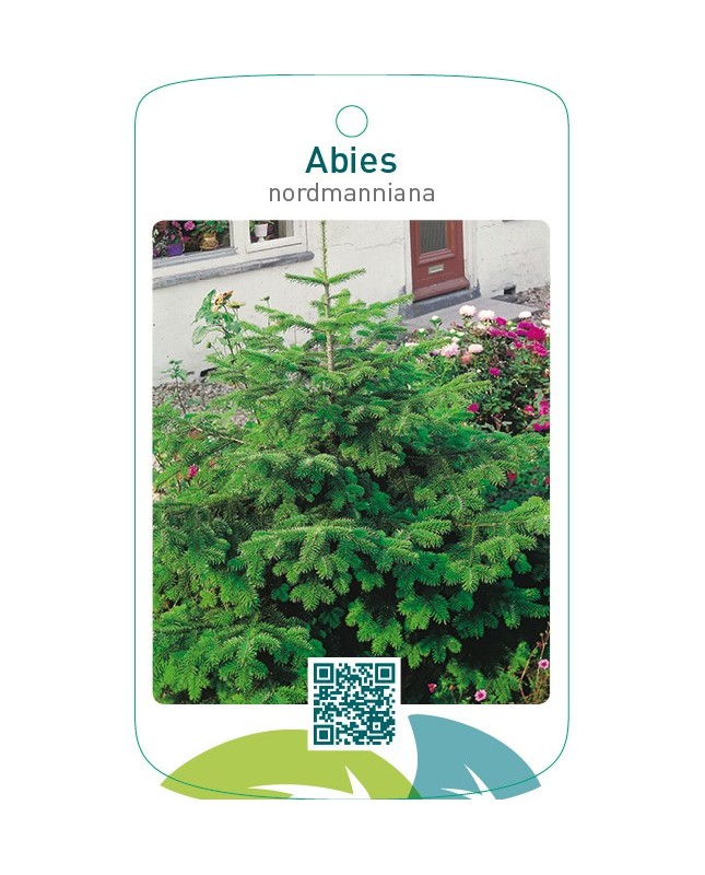 Abies nordmanniana