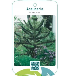 Araucaria araucana