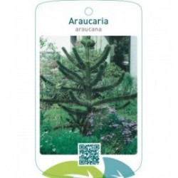 Araucaria araucana