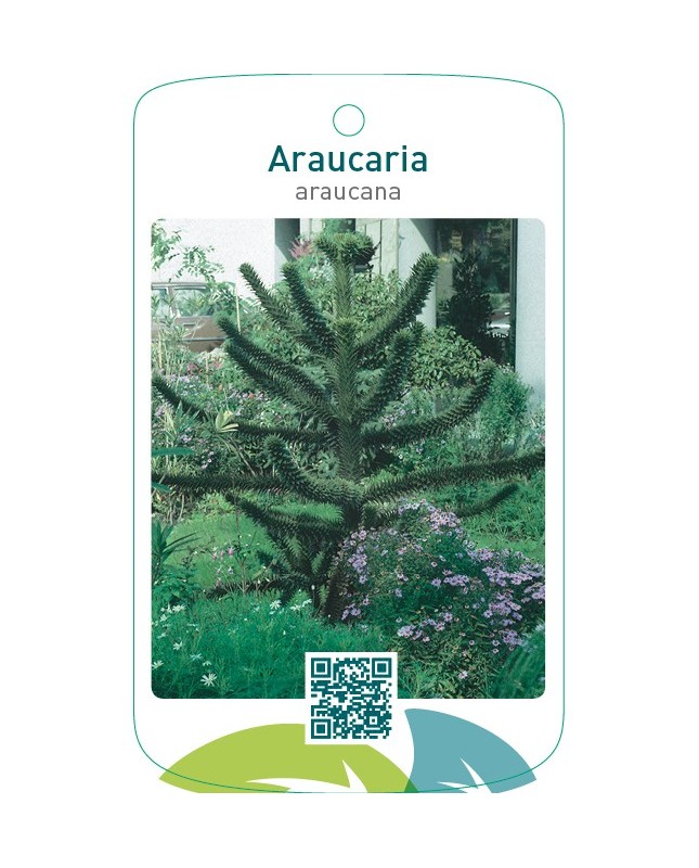 Araucaria araucana