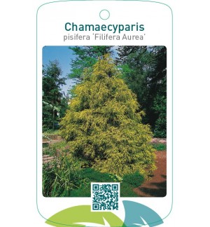 Chamaecyparis pisifera ‘Filifera Aurea’