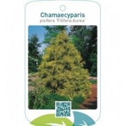 Chamaecyparis pisifera ‘Filifera Aurea’
