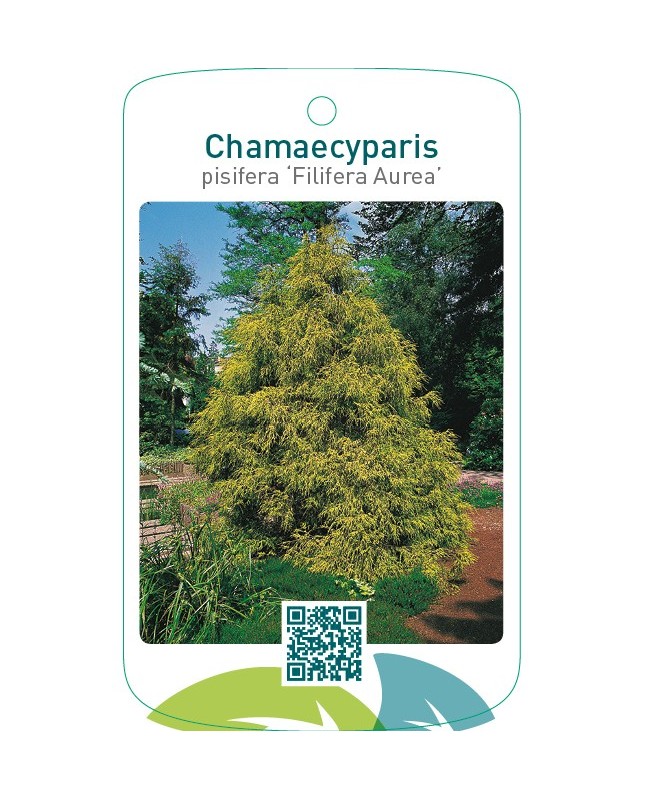 Chamaecyparis pisifera ‘Filifera Aurea’