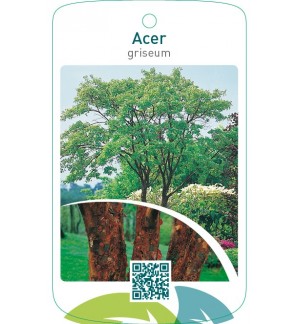 Acer griseum