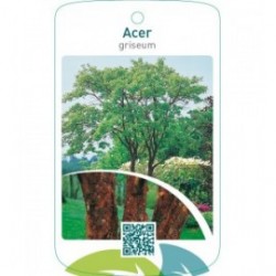 Acer griseum