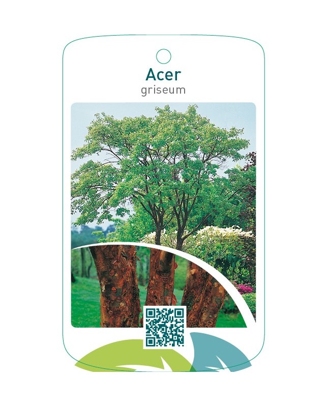 Acer griseum