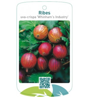 Ribes uva-crispa ‘Whinham’s Industry’