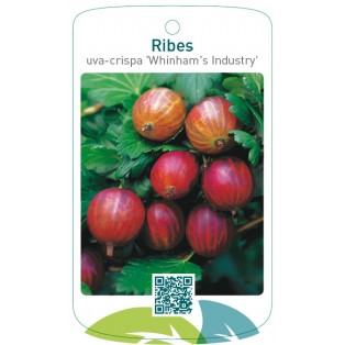 Ribes uva-crispa ‘Whinham’s Industry’