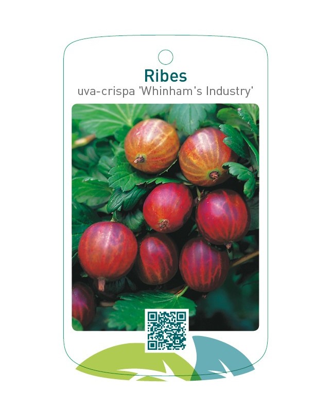 Ribes uva-crispa ‘Whinham’s Industry’