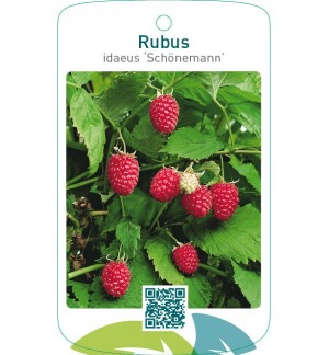 Rubus idaeus ‘Schönemann’