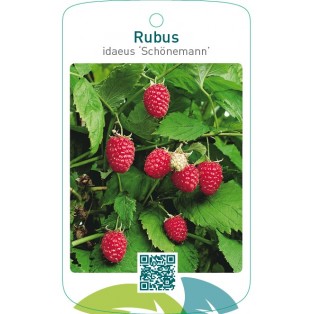 Rubus idaeus ‘Schönemann’