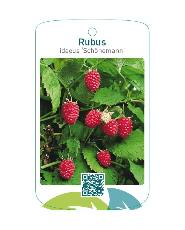 Rubus idaeus ‘Schönemann’